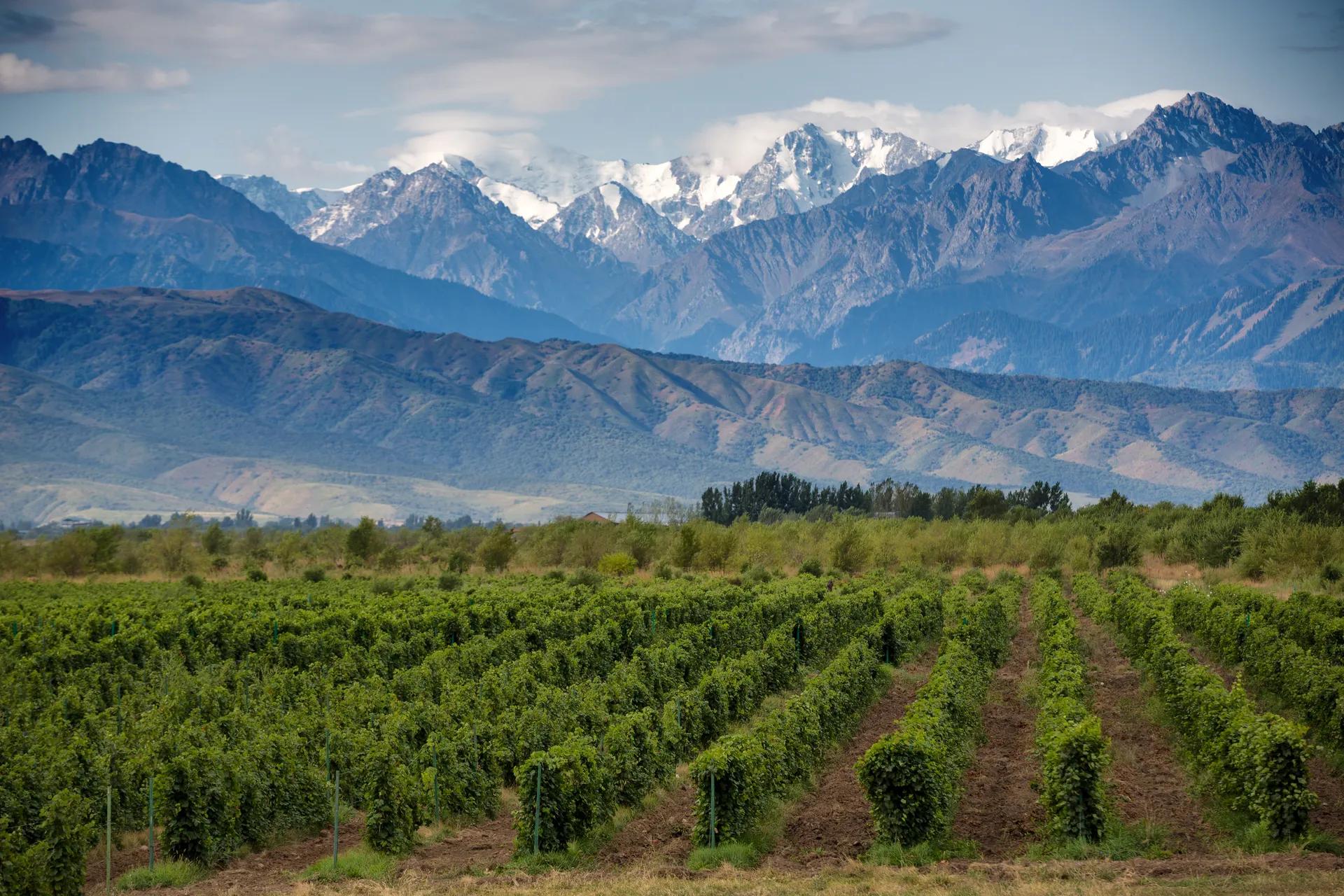 Mendoza