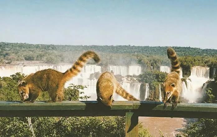Cataratas del Iguazú