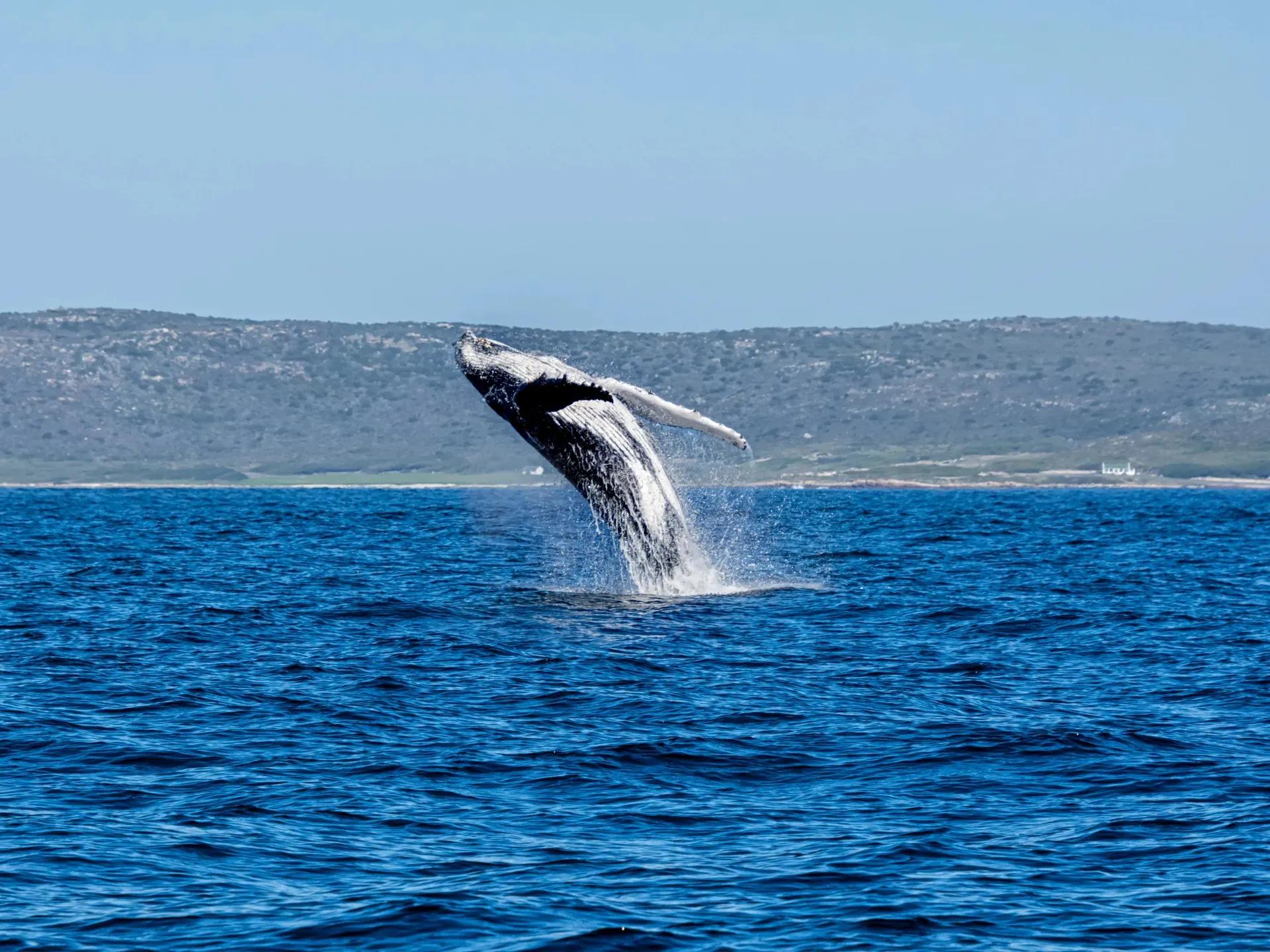 Puerto Madryn - Argentina